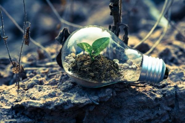 A small green plant growing inside a light bulb placed on soil, symbolizing the connection between photosynthesis and sustainable energy solutions.
