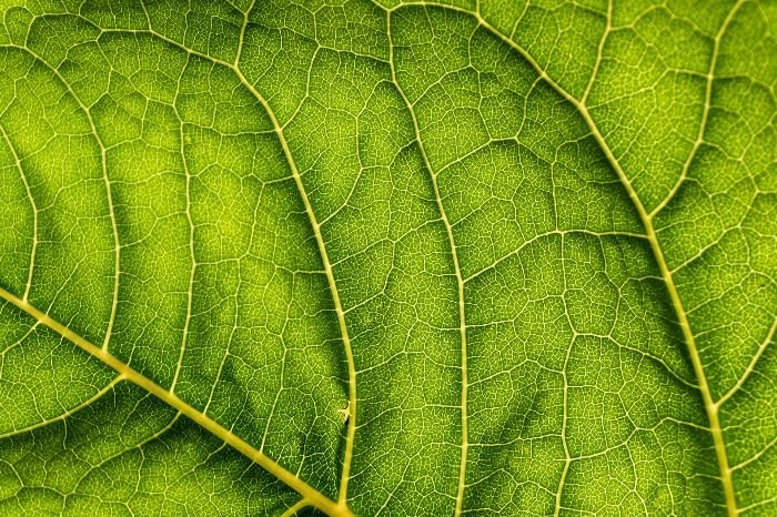 Close-up view of a green leaf showing detailed veins and texture, highlighting the role of chlorophyll in capturing sunlight for photosynthesis.