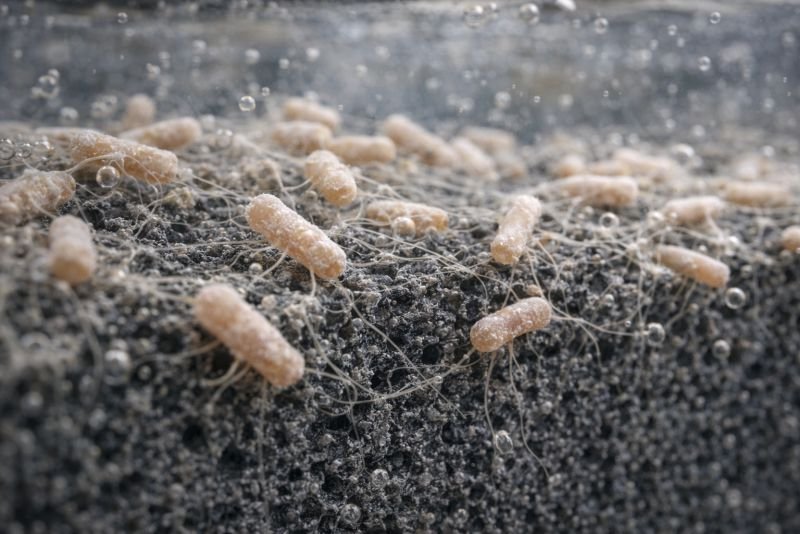 Close-up scientific view of bacteria on a porous electrode with fine filament-like appendages extending between cells and the conductive surface in a submerged bioelectrochemical environment.