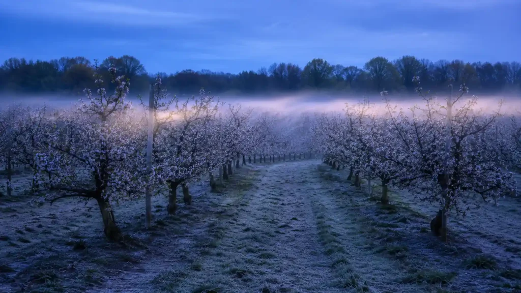 Apple orchard in spring blossom with frost on the ground and a controlled condensation layer warming the trees before dawn.