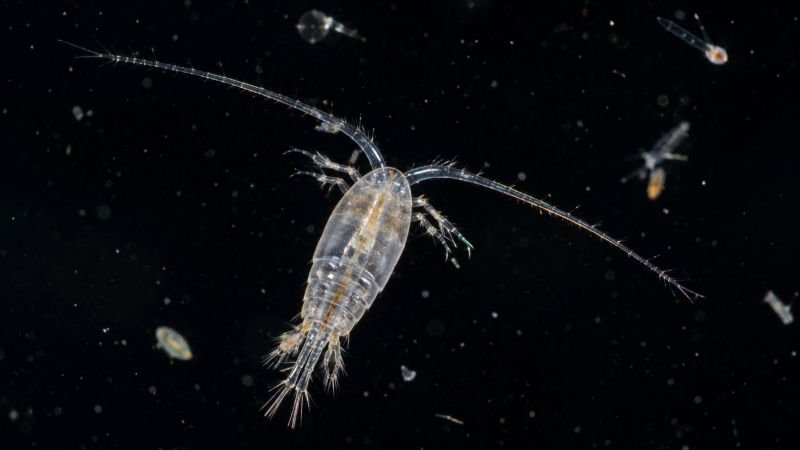Transparent marine copepod suspended in seawater with surrounding microorganisms, showing the kind of small ocean life that could interact with cleanup microbot swarms