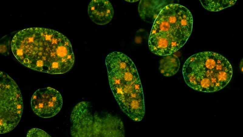 Microalgae cells under fluorescent microscopy with visible PHA granules highlighted as amber inclusions inside green cell bodies